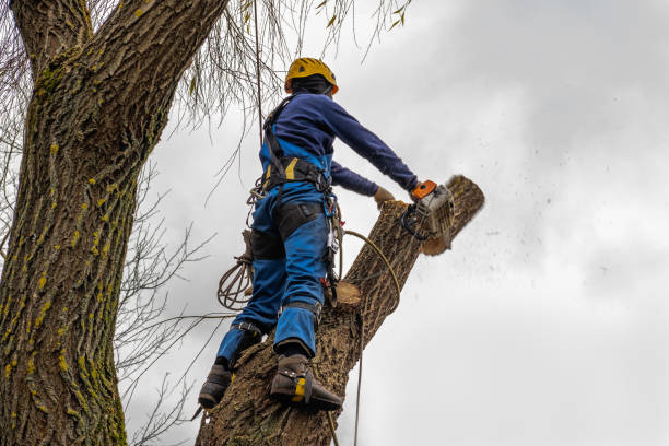 Best Dead Tree Removal  in Tampa, FL